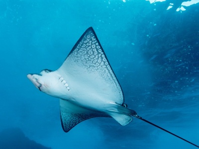 Nadar con mantarrayas